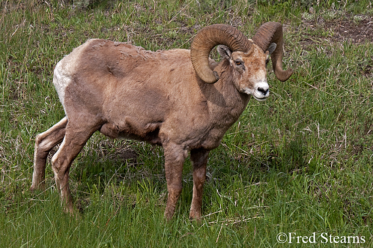 Yellowstone NP amar Valley Big Horn Sheep